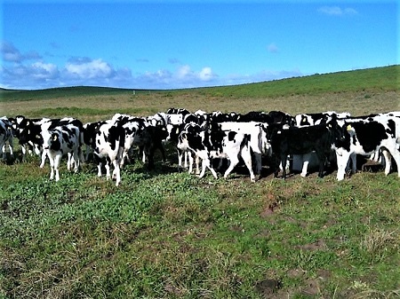 Brad's Cows